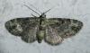 Pasiphila rectangulata